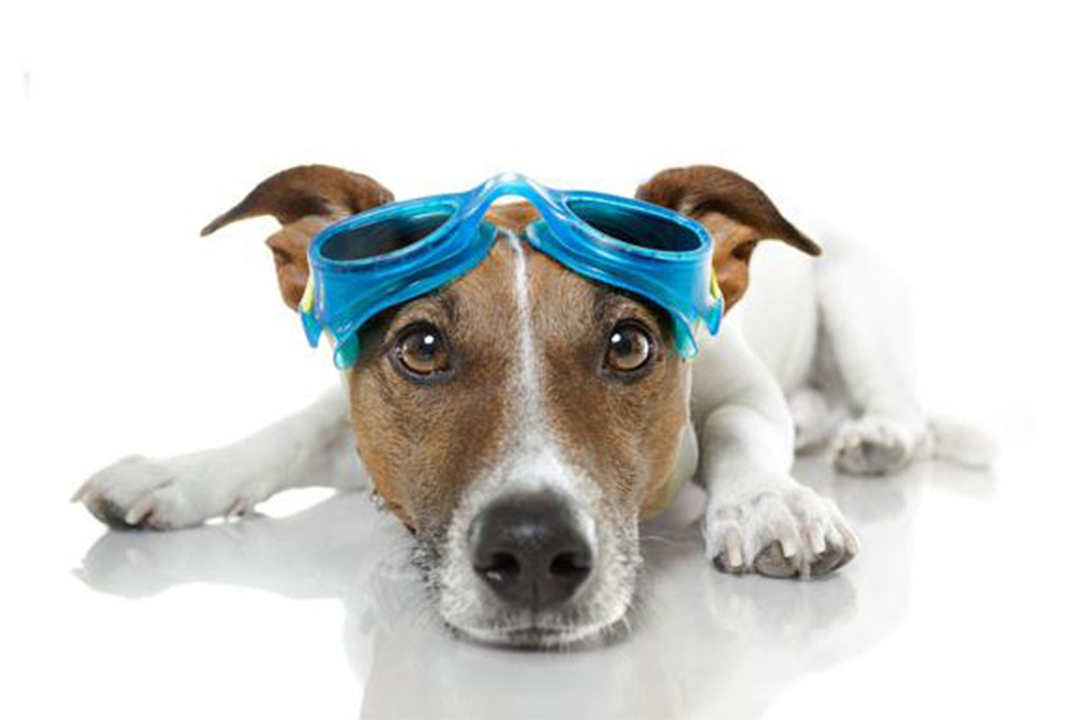 Dog Hydrotherapy