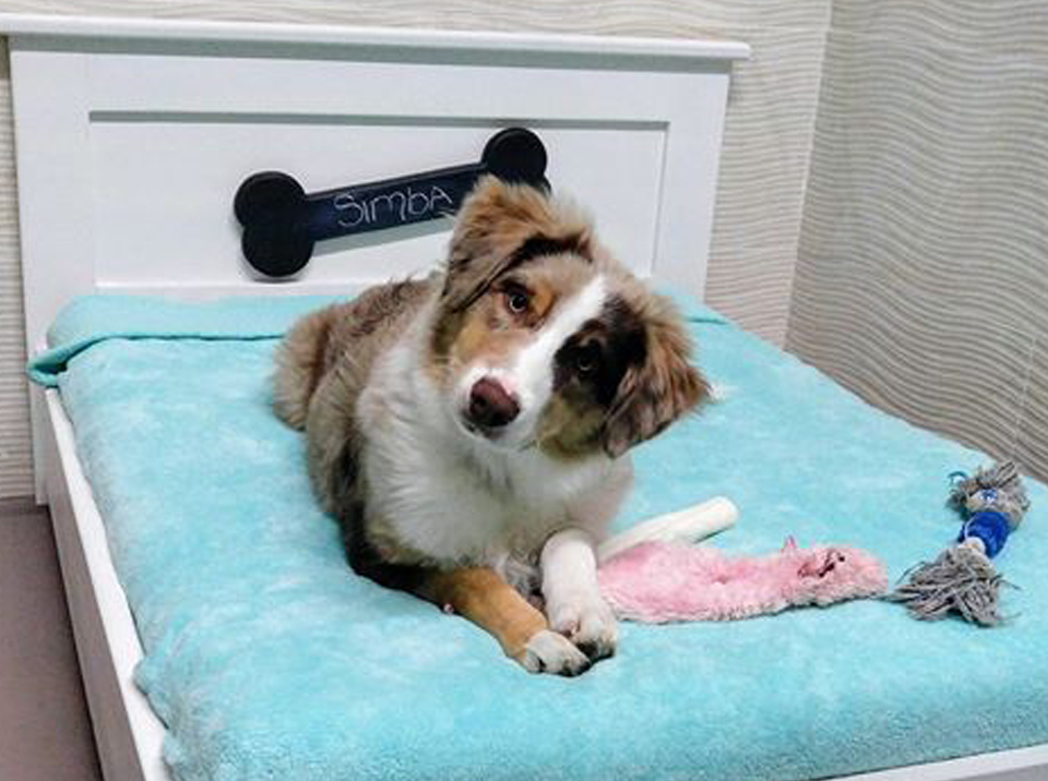 Dog Hotel