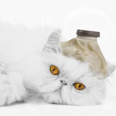 Moggy Terms & Conditions
